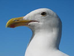 My Duck Company